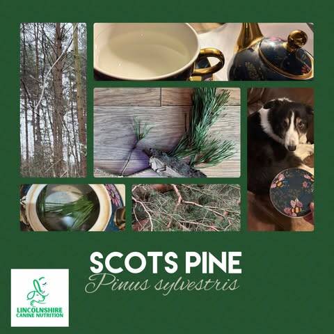 Scots Pine (pinus sylvestris)