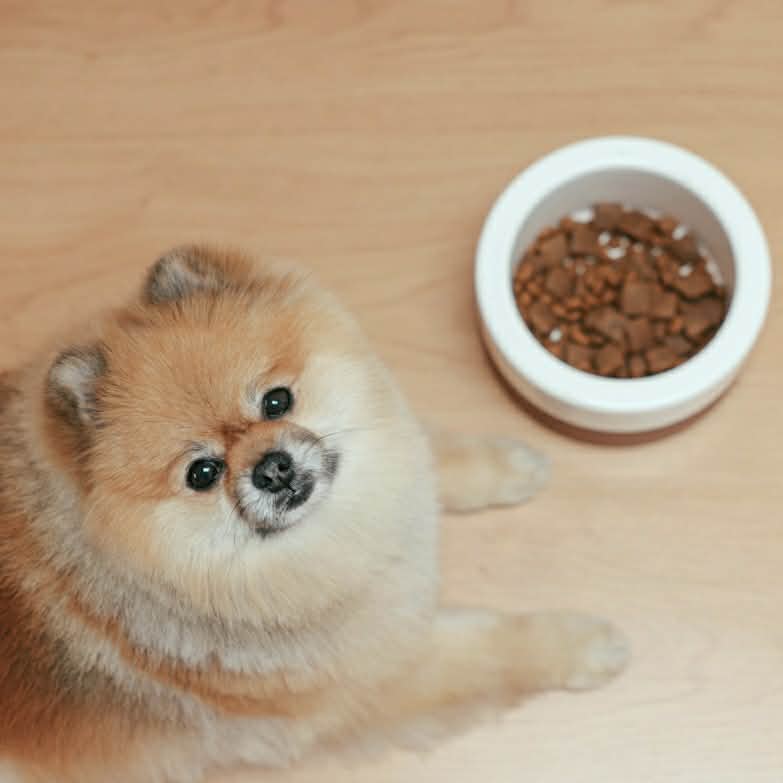 Low vs High Residue Proteins: Could the Difference Help Your Dog's Digestive Issues?