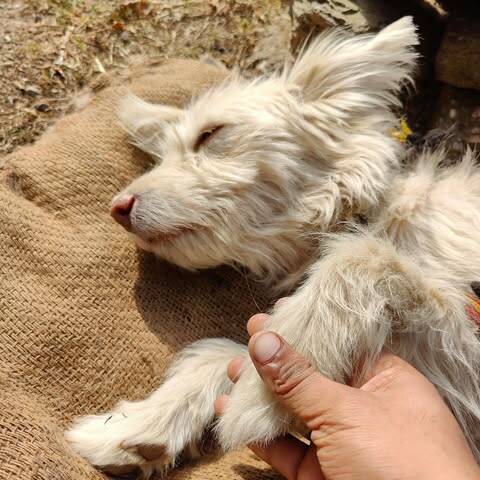 Does your dog have an -itis?