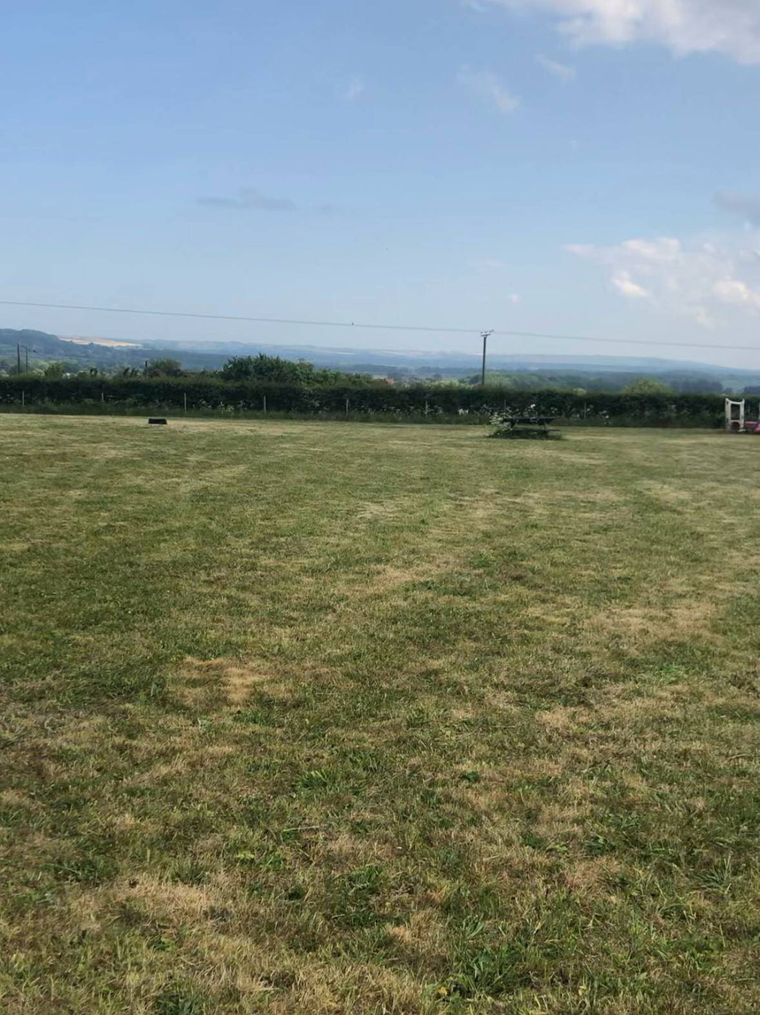 Field Forage: Grass, Weeds And So Much More!