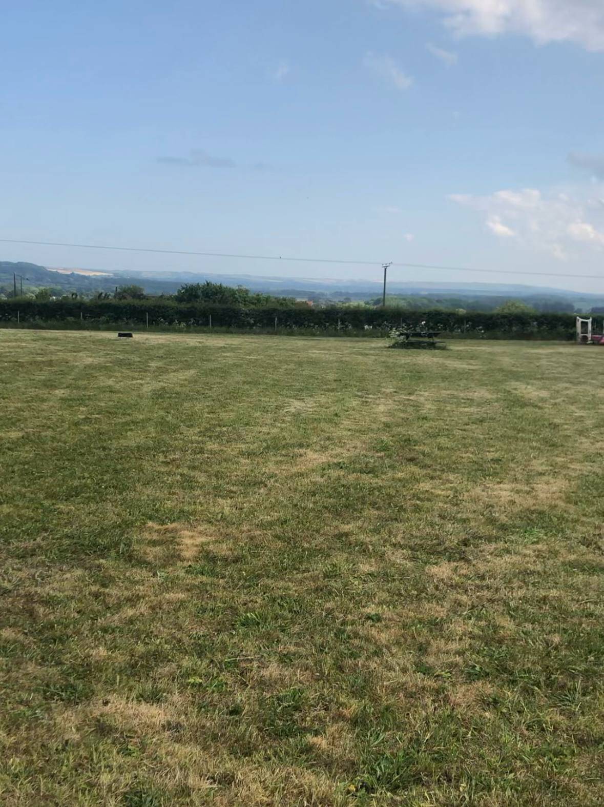 Field Forage: Grass, Weeds And So Much More!