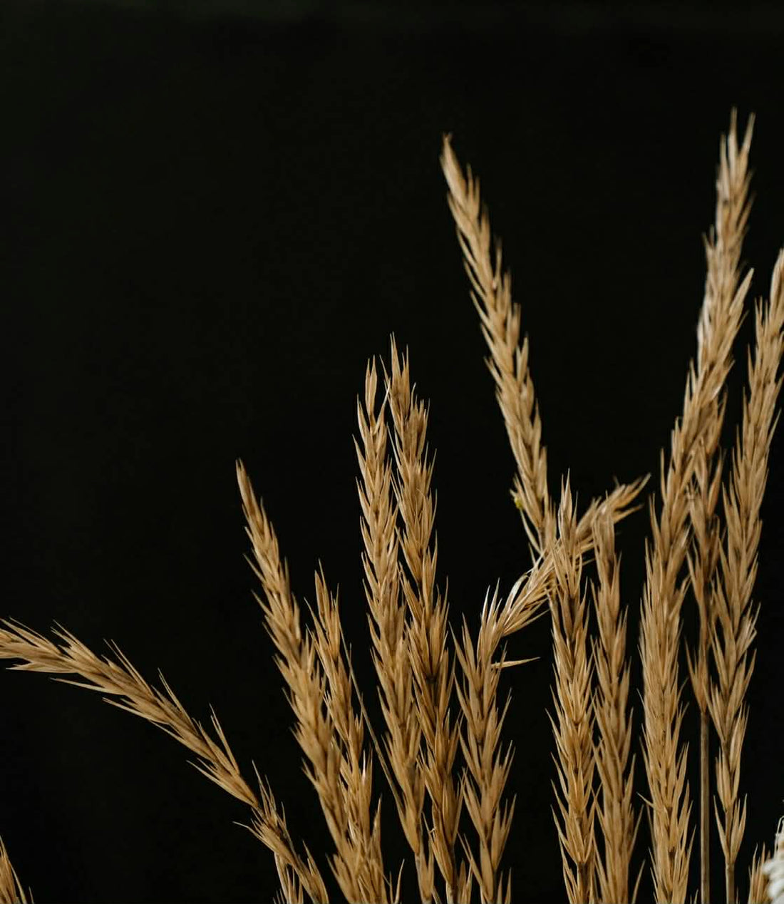 Grain-Free Dog Food and Heart Disease