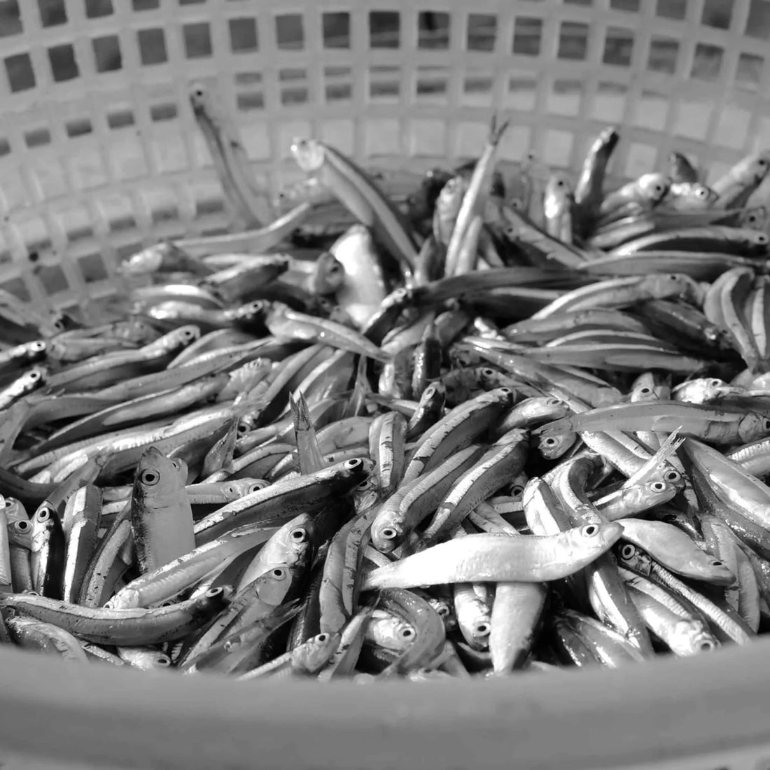 Is fish all it's cracked up to be?