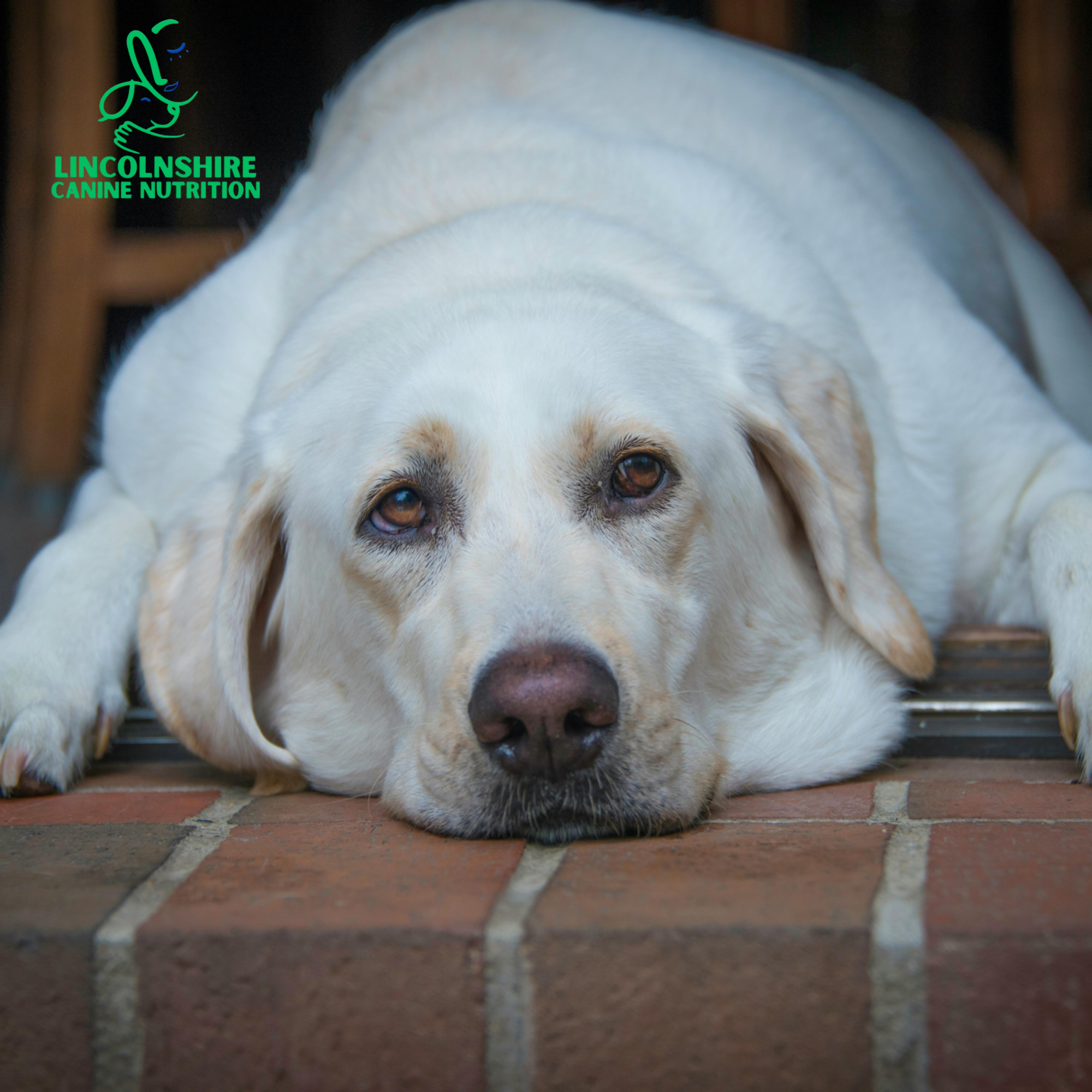 Doggy Weight Watchers